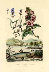 Lavanda